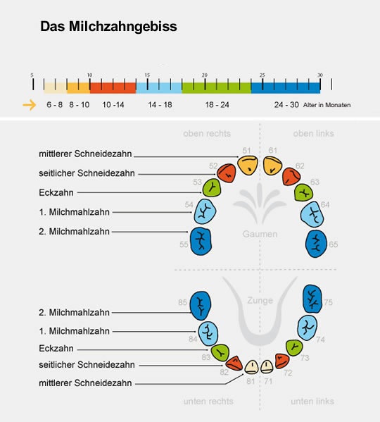 die Durchbruchzeiten der Milchzähne